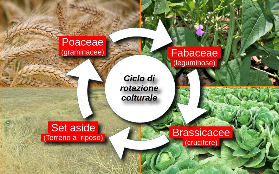 La rotazione delle colture è una necessità ecologica, non un obbligo!