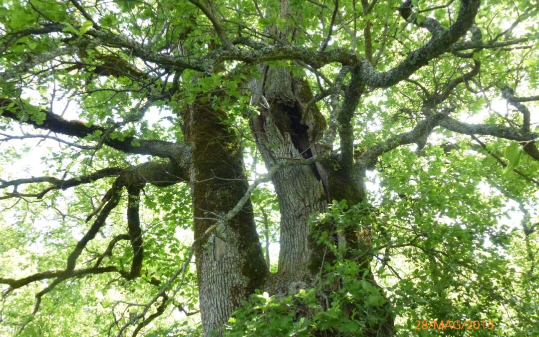 Alberature monumentali: lenti nel proteggerle, veloci nel tagliarle. European Consumers appoggia l’impegno dell’Associazione Noi per Lucoli per la tutela di Gelsi e Querce monumentali.